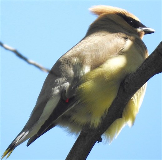 Cedar waxwing