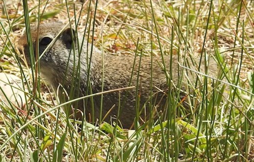 Wyoming ground squirrel