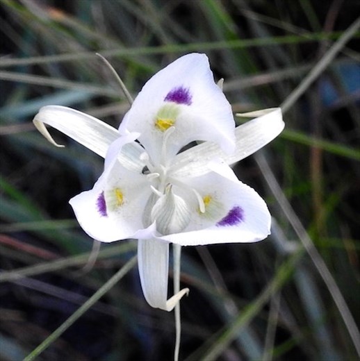 Mariposa lily, McCall ID