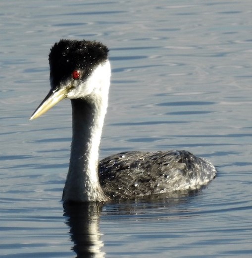 Western grebe, McCall ID