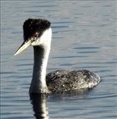 Western grebe, McCall ID: by vagabonds3, Views[428]