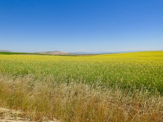 Wheat and canola, Kamiah ID