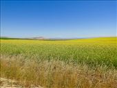 Wheat and canola, Kamiah ID: by vagabonds3, Views[387]