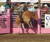 1800 pounds airborne, BullRama, Deer Lodge MT: by vagabonds3, Views[277]