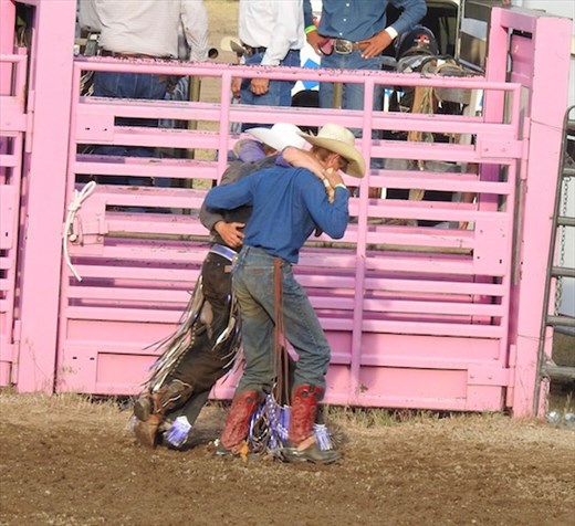 That smarts, BullRama, Deer Lodge MT