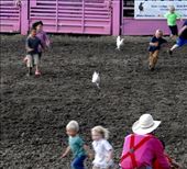 Chicken Chase, BullRama, Deer Lodge MT: by vagabonds3, Views[380]