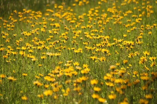 Field of flowers, WY
