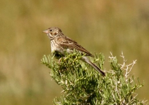 Vesper sparrow, WY
