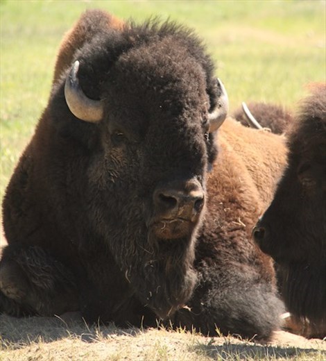 Wyoming, where the buffalo roam