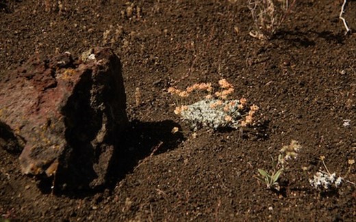 Dwarf buckwheat, Craters of the Moon