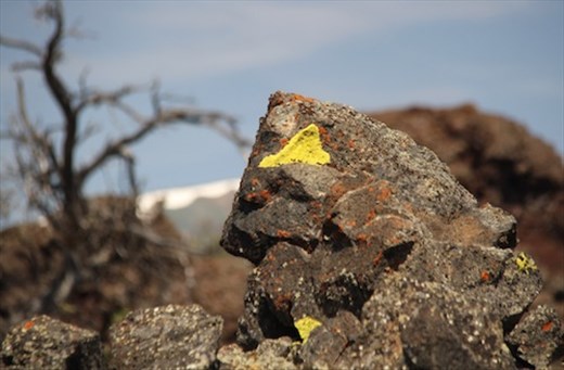 Lichen on lava, Craters of the Moon