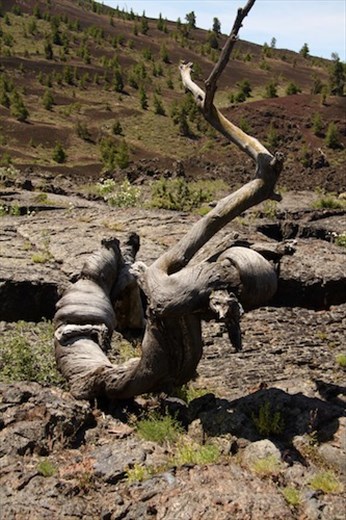 Triple twisted 2000 year-old tree, Craters of the Moon
