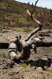 Triple twisted 2000 year-old tree, Craters of the Moon: by vagabonds3, Views[511]