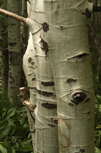 Three aspens, City of Rocks, ID