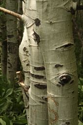 Three aspens, City of Rocks, ID: by vagabonds3, Views[420]