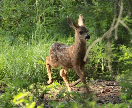 Fawn, McCall ID