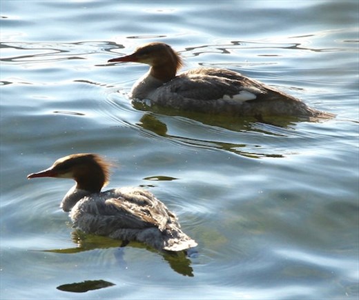 Common mergansers, McCall ID