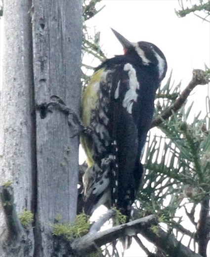 Williamson's sapsucker, McCall ID