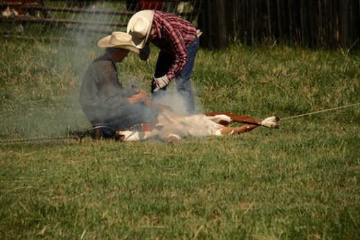 Branding, Grant-Kors Ranch
