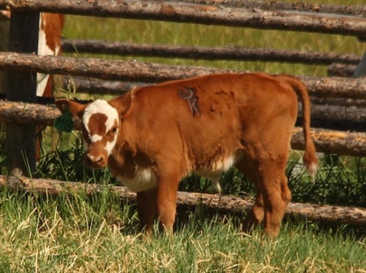 The Grant-Kors Brand