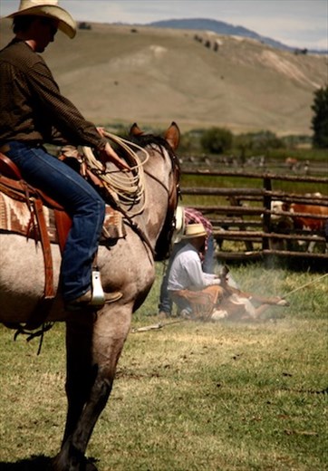 The last calf, Grant-Kors Ranch