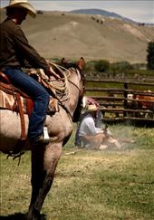 The last calf, Grant-Kors Ranch: by vagabonds3, Views[181]