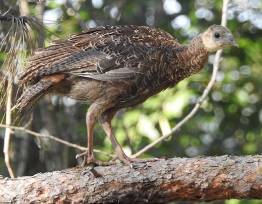 Wild turkey fledgling, Indian Rocks State Park