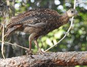 Wild turkey fledgling, Indian Rocks State Park: by vagabonds3, Views[358]
