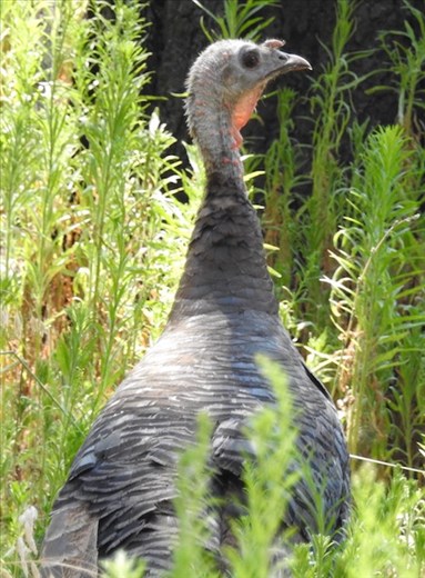 Wild turkey, 