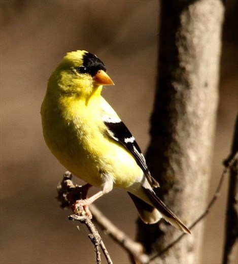 American goldfinch, Indian Rocks State Park
