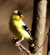 American goldfinch, Indian Rocks State Park: by vagabonds3, Views[401]