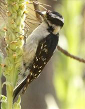 Downy woodpecker, Indian Rocks State Park: by vagabonds3, Views[300]