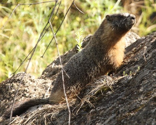 Yellow-bellied marmot, Indian Rocks State Park