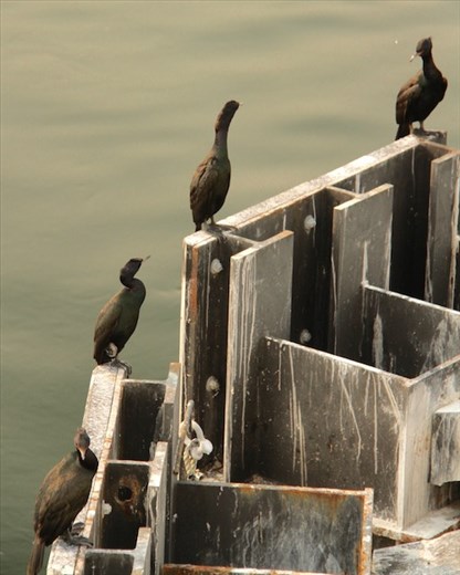 Birds of a feather, Ancortes ferry terminal