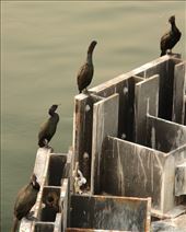 Birds of a feather, Ancortes ferry terminal: by vagabonds3, Views[467]