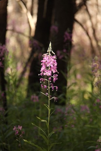 Fireweed, North Cascade NP
