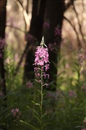Fireweed, North Cascade NP: by vagabonds3, Views[397]