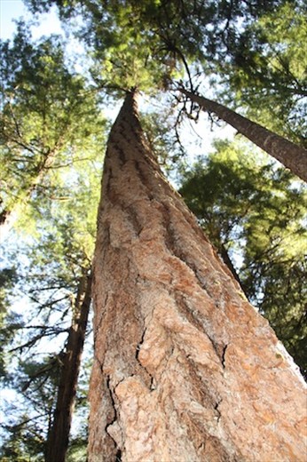 Looking up, North Cascade NP