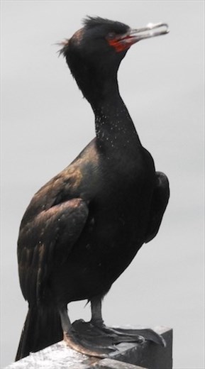 Pelagic cormorant