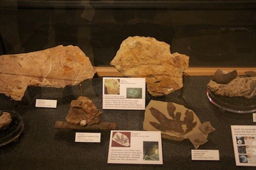 Plant Fossils, John Day NM