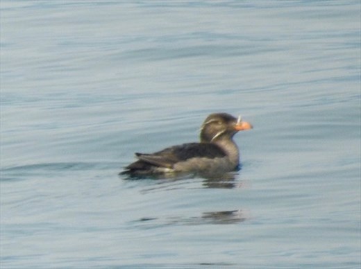 Rhinoceros auklet