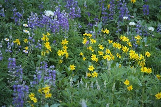 Wildflowers, North Cascade NP