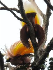 Greater Bird of Paradise: by vagabonds3, Views[291]