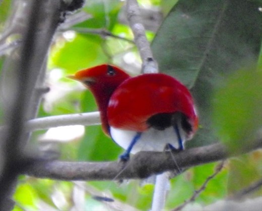 King Bird of Paradise