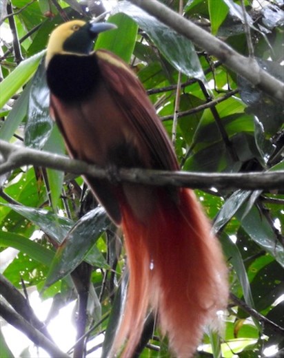 Raggiana Bird of Paradise