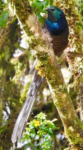 Ribbon-tailed Australia