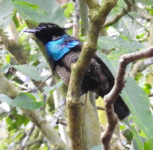 Superb Bird of Paradise