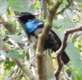 Superb Bird of Paradise: by vagabonds3, Views[890]