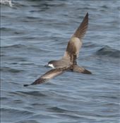 Ballers Shearwater: by vagabonds3, Views[329]