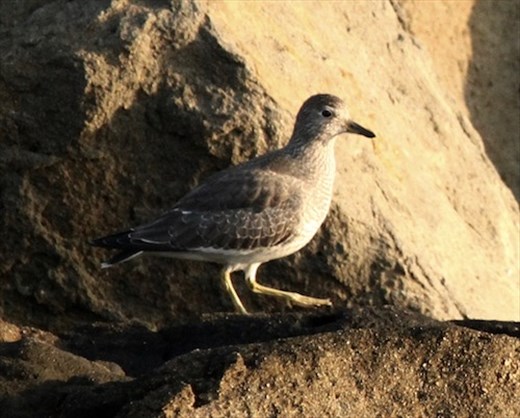 Surfbird, Half Moon Bay